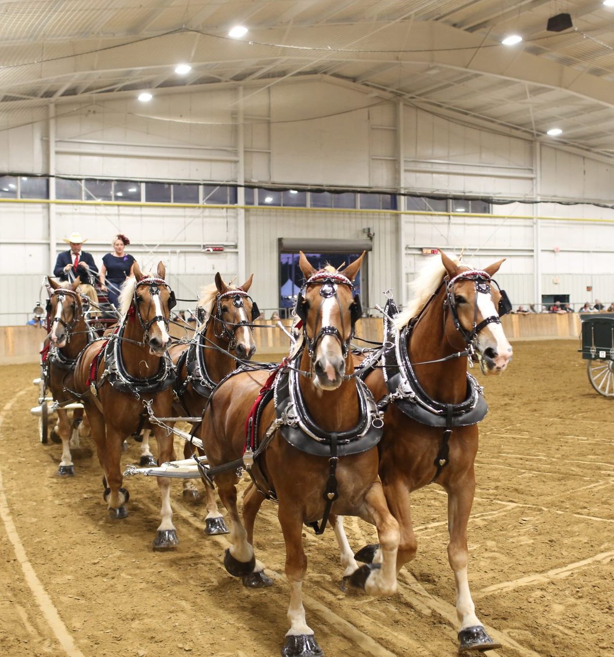 draft horse, arena, morrisville equine college