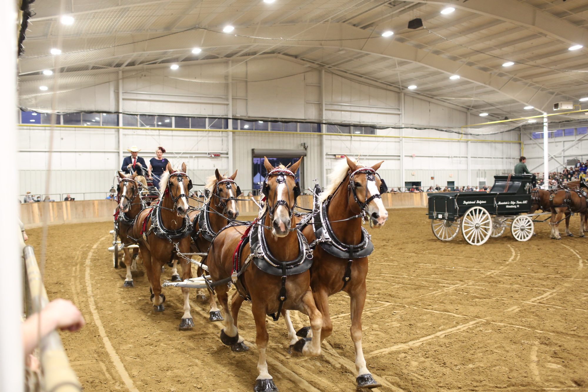 Ohio State Fair Draft Horse Show 2024 Kaye Savina