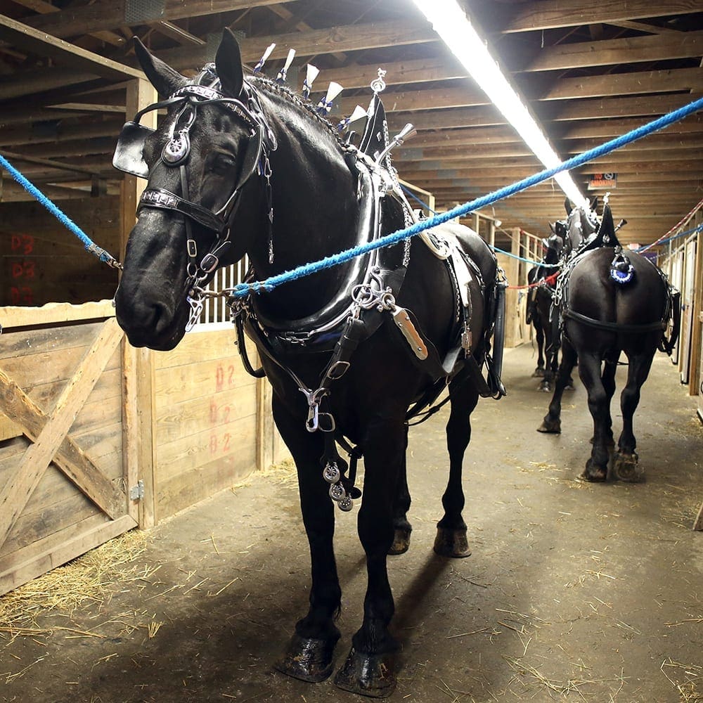 Draft Horse Show All Breeds Topsfield Fair 2019