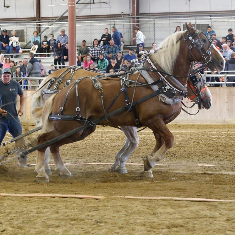 horse pulling, arena