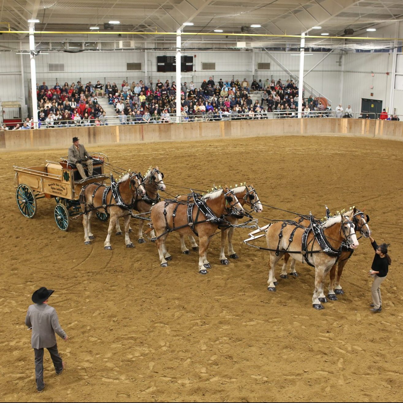 draft horse, arena, morrisville equine college