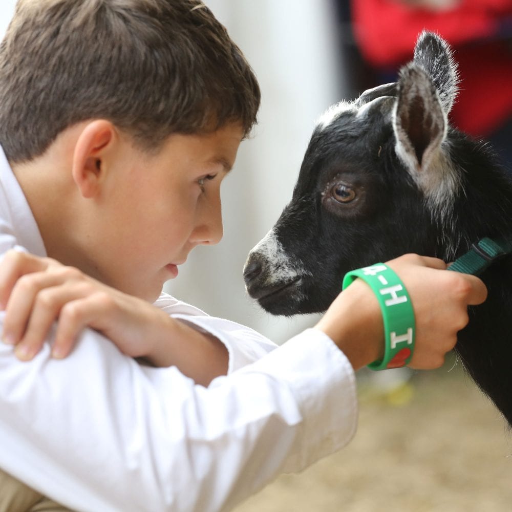 4-H goats at the topsfield fair
