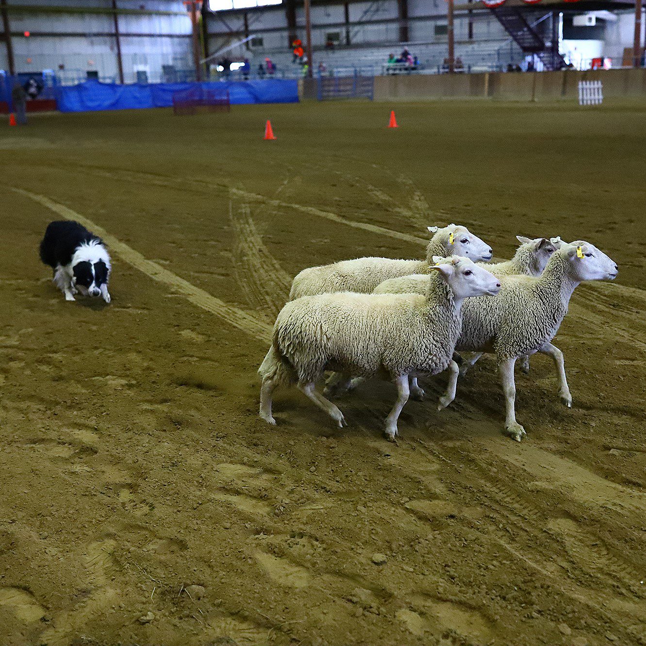 sheep dog trials, arena