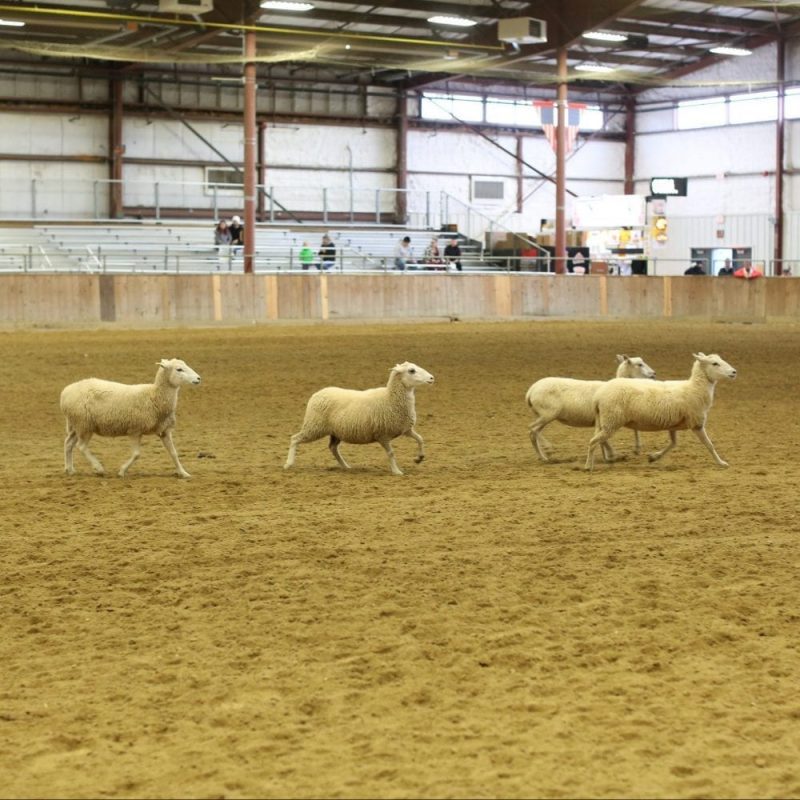 Sheep Dog Trials, Arena