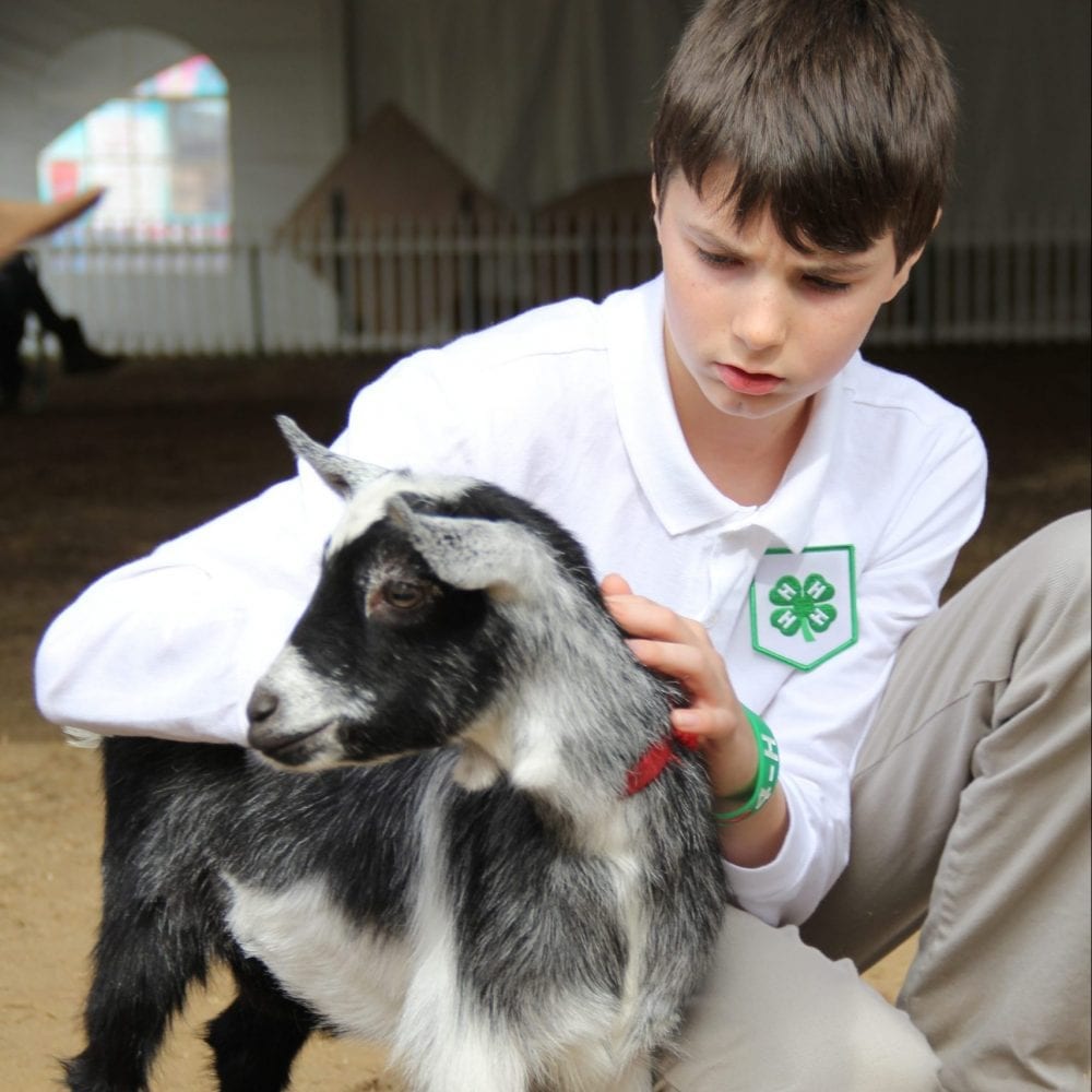 4H Dairy Goat Show Starts Topsfield Fair 2023