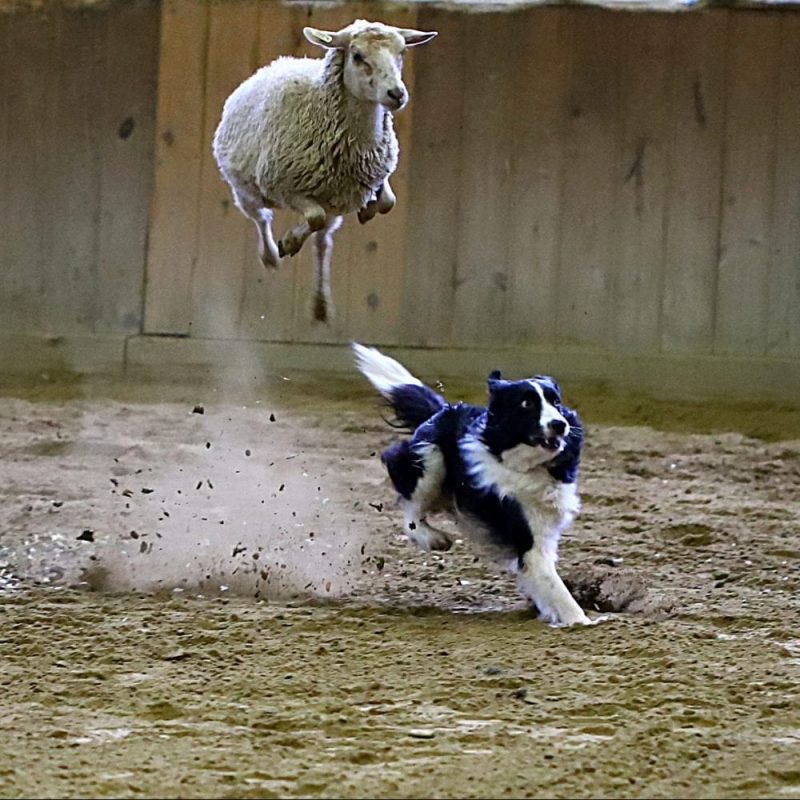 Sheep Dog Trials, Arena
