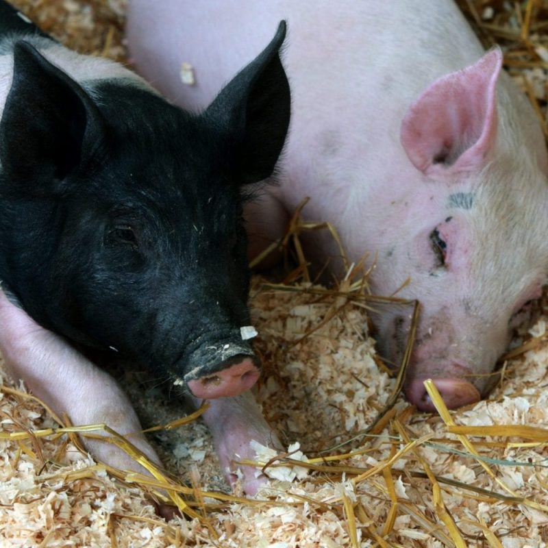 Pig Barn, Pigs, Animals