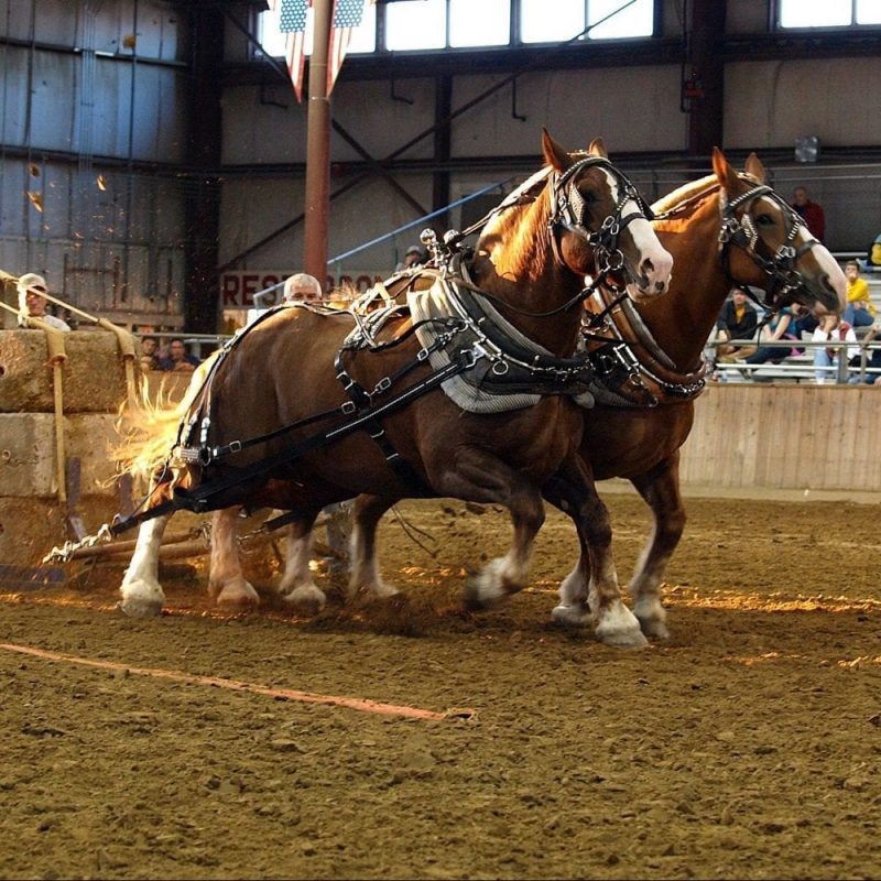 Horse Pulling, Arena
