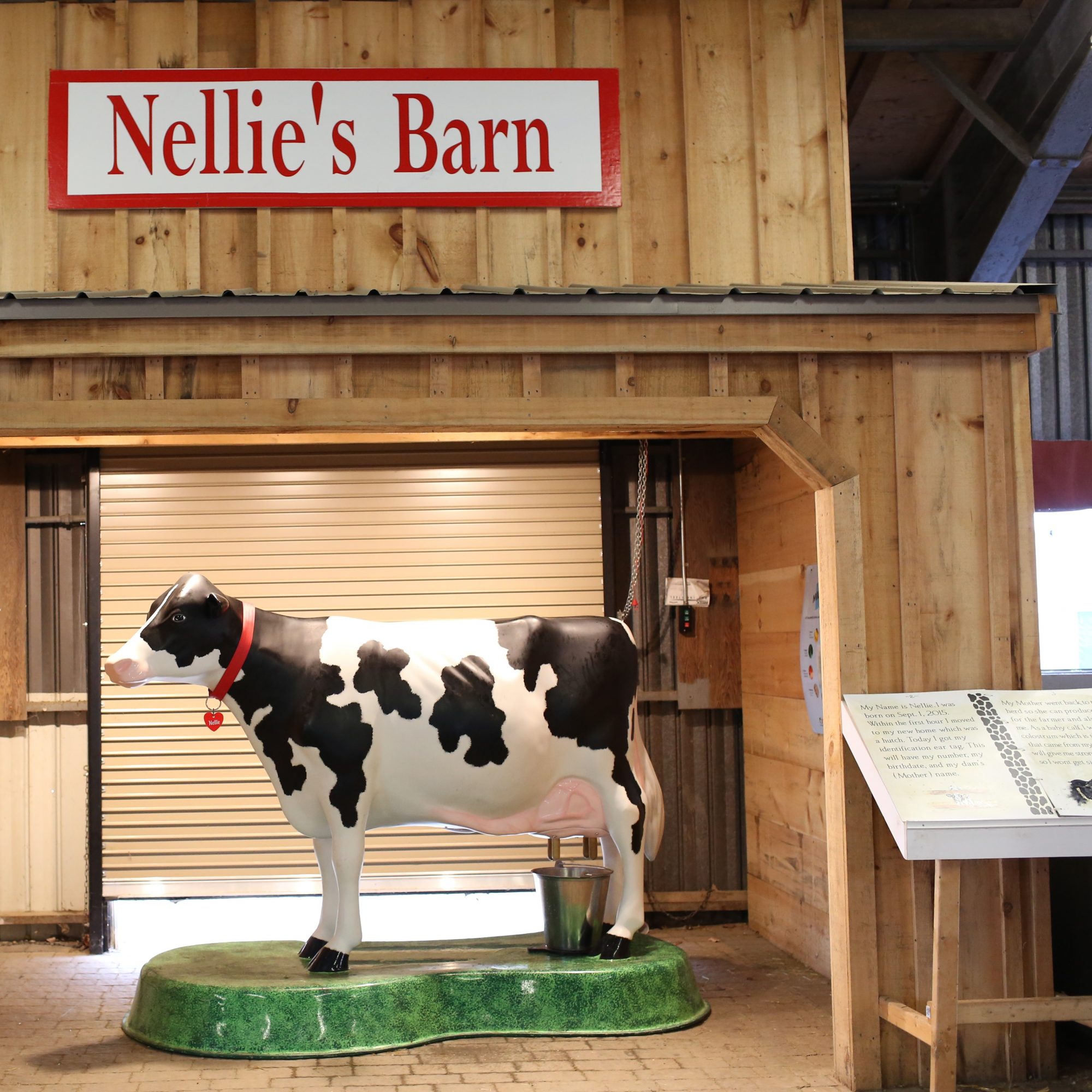 nellie, cattle barn, milking cow