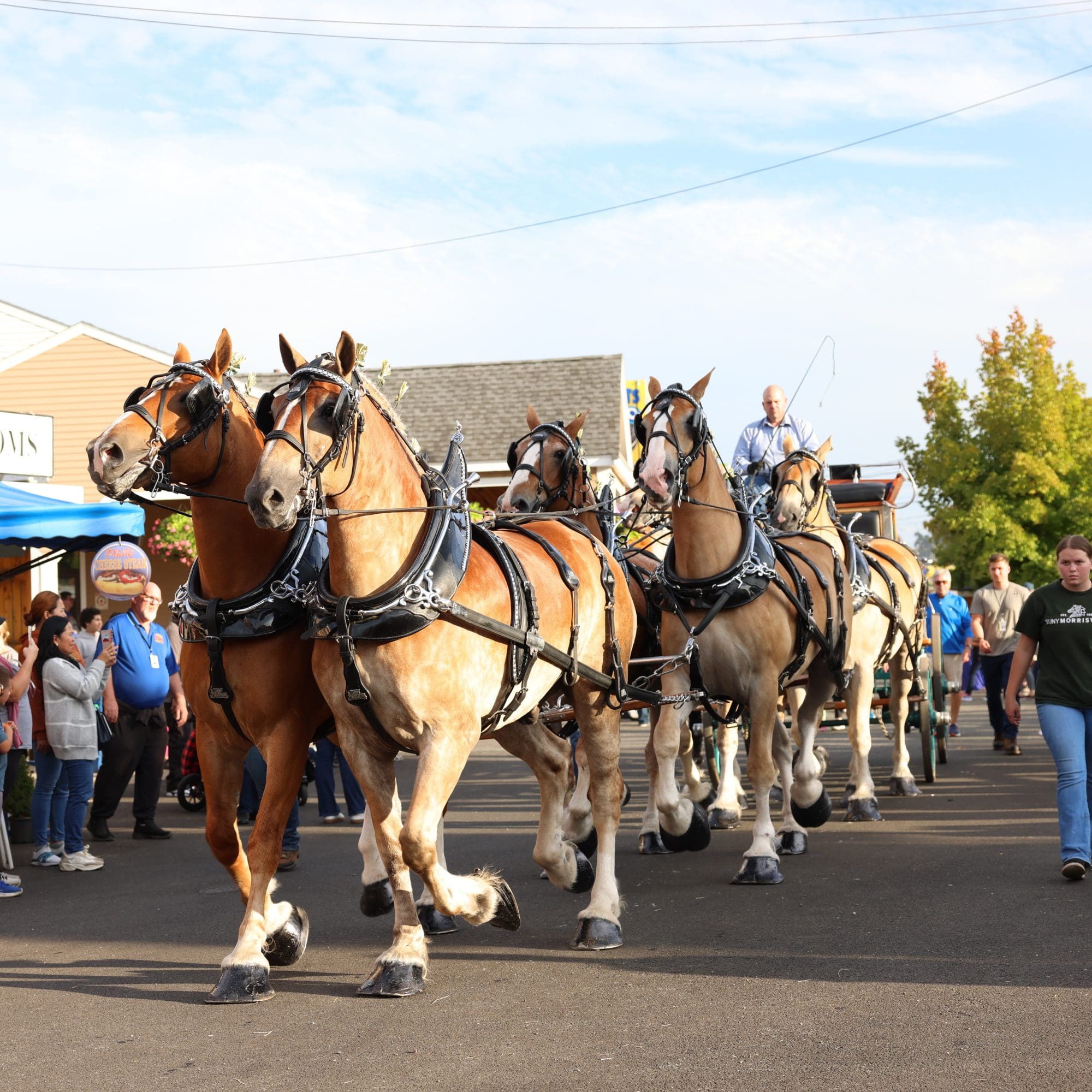 Morrisville Equine College 6 Horse Hitch Topsfield Fair 2026